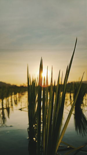 Close-up of plants growing in lake against sky during sunset