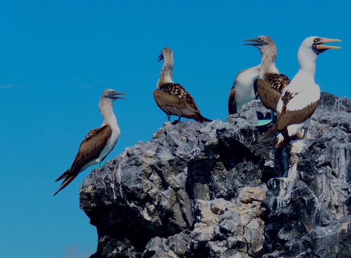 Birds perching on rock against clear blue sky