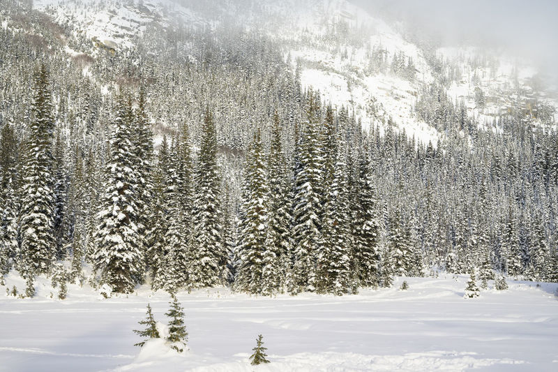 Snow covered trees in the north cascade mountains