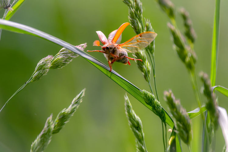 Close-up of insect on plant