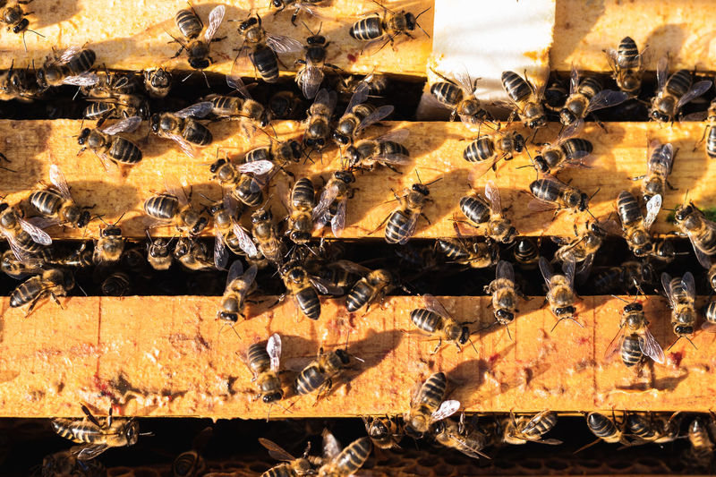 From above closeup of many bees gathering on wooden beehive on sunny day in apiary