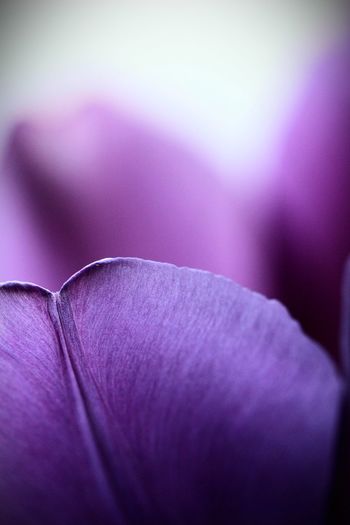 Extreme close-up of purple tulip flower