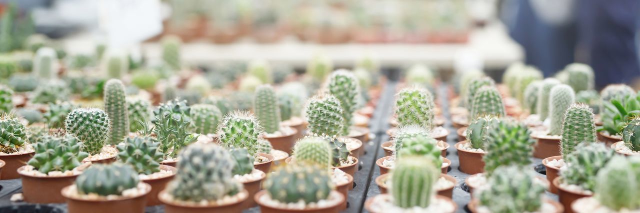 The cactus shop is at the mall.