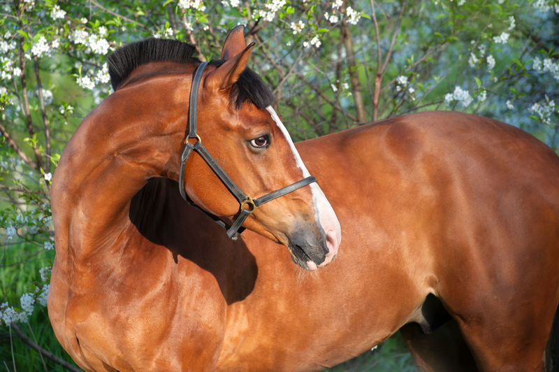 Horse standing on field