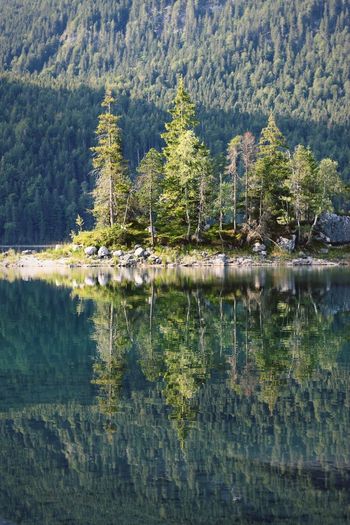 Scenic view of lake and trees in forest