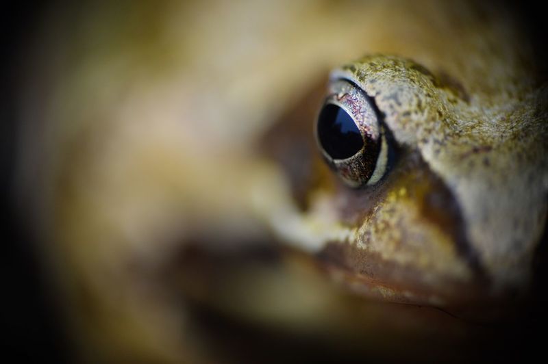 Extreme close-up of frog