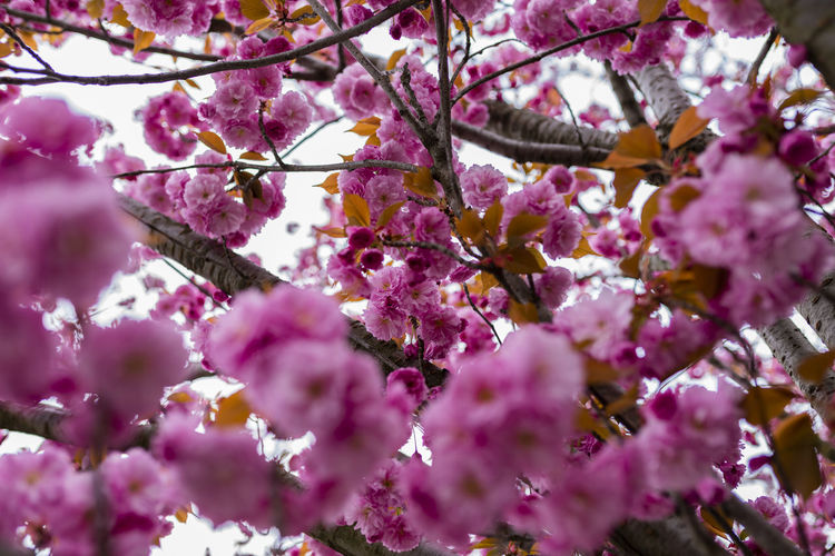 Low angle view of pink cherry blossom