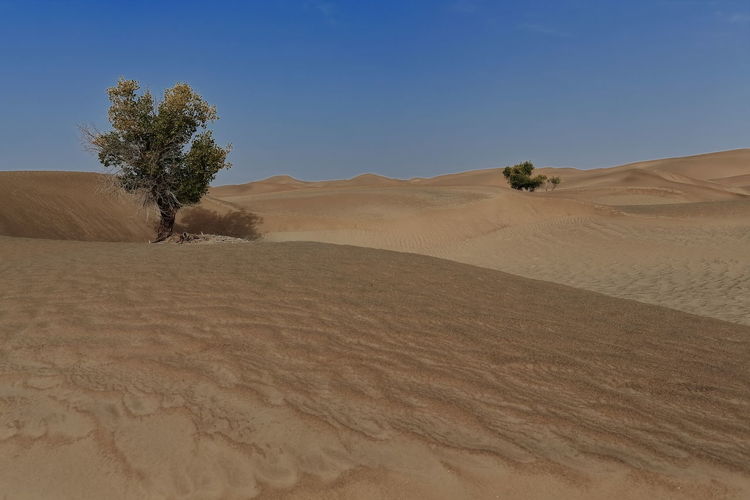 0280 several isolate desert poplar-populus euphratica trees in the taklamakan desert. xinjiang-china