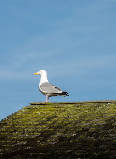 Seagull perching on a bird against sky