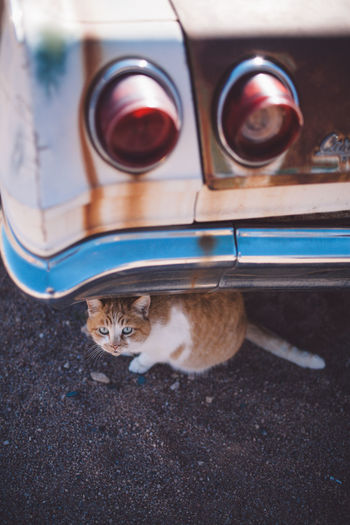 High angle portrait of ginger cat sitting under car