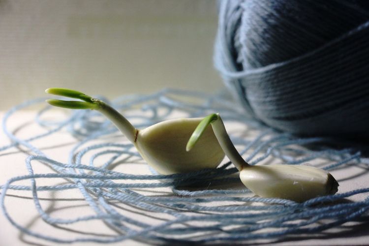 Close-up of sprouting garlic on thread