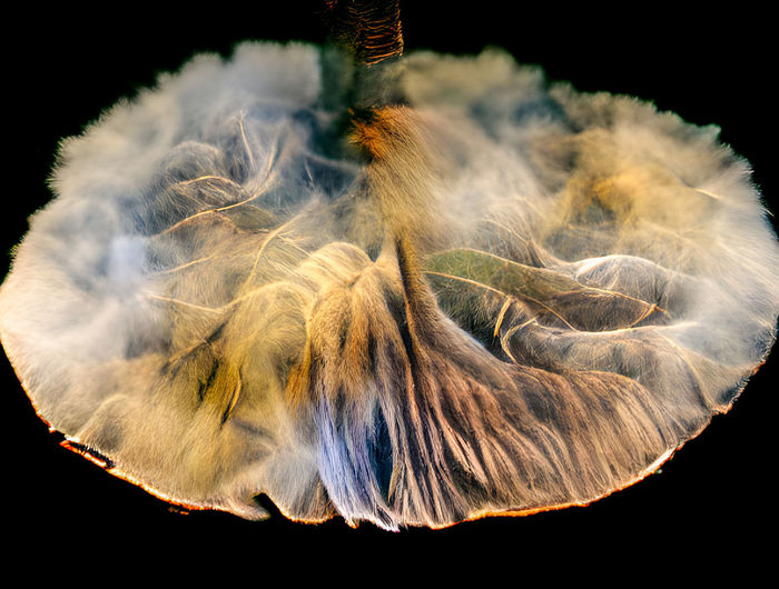 Close-up of smoke against black background, artistic rendering