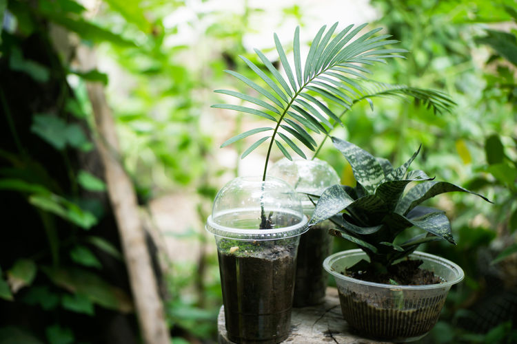 Plant growth up on used plastic or zero waste focus.