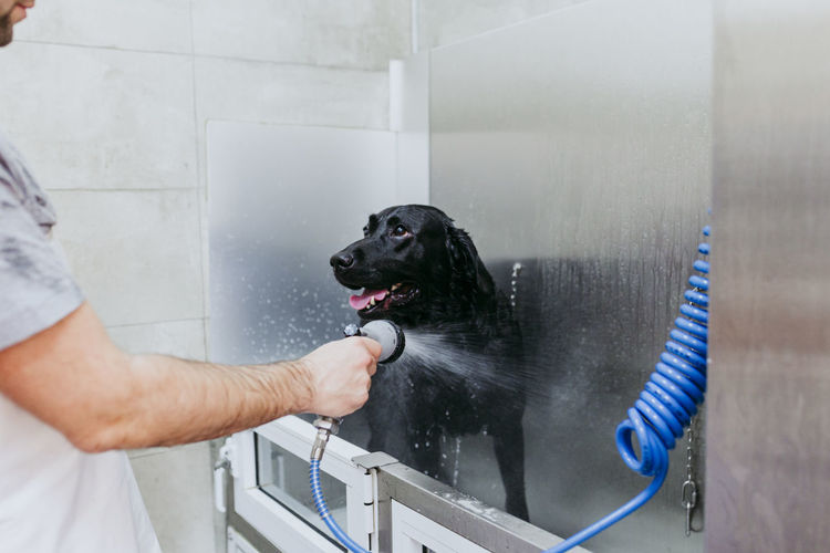 Man cleaning dog with water