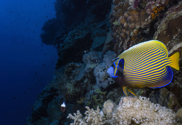 An emperor angelfish - pomacanthus imperator - in the red sea, egypt