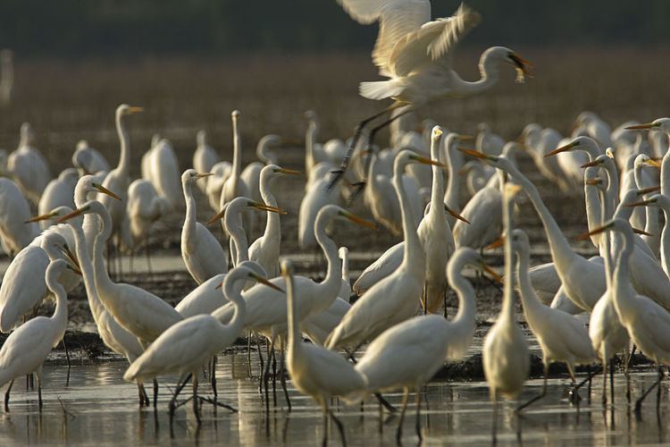 The large group of the great egret from crna mlaka