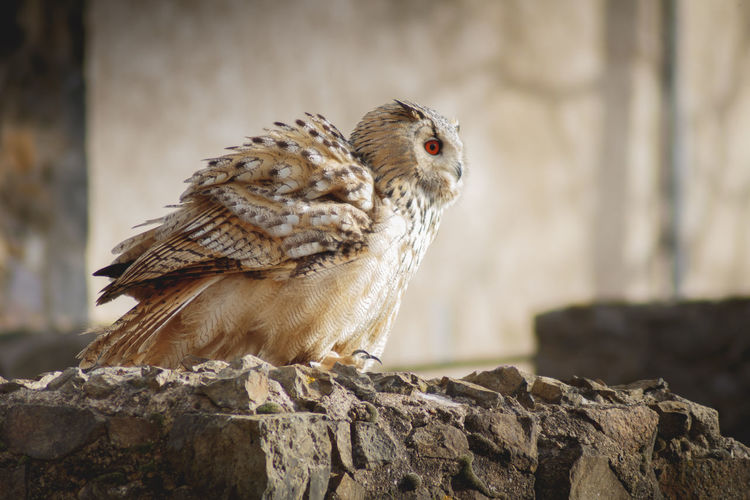 Close-up of owl perching on rock