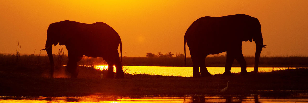 Silhouette elephants at lakeshore against orange sky