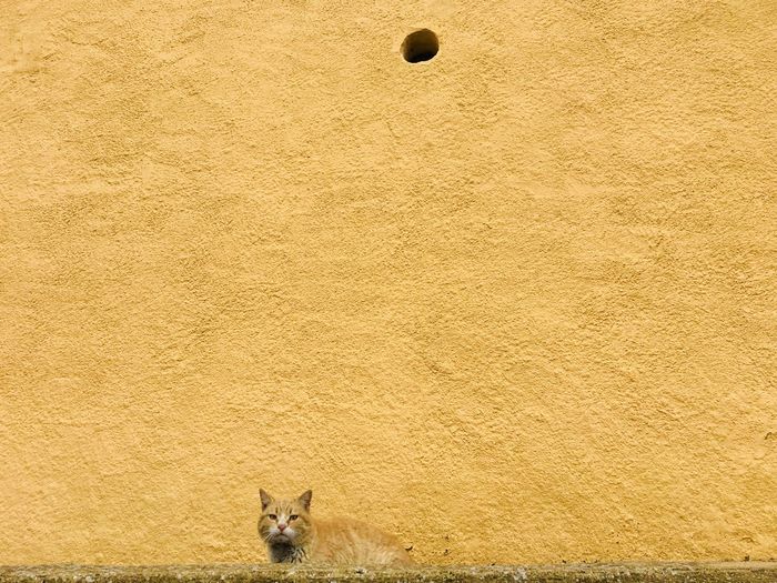 Portrait of cat with ball on wall