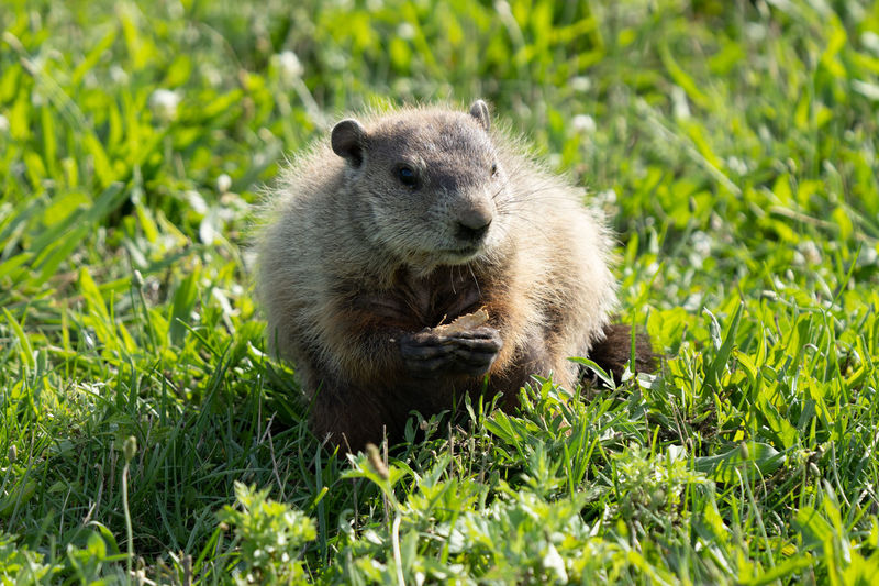 Close-up of a ground hog eating a nut on a sunny day at the park
