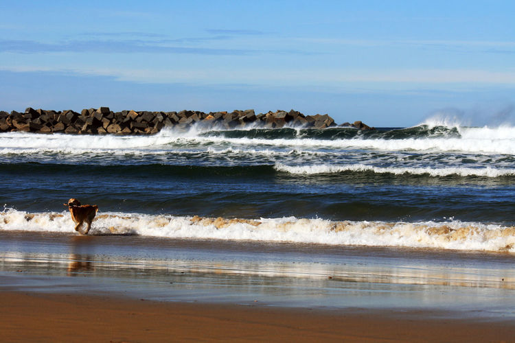 Dog at beach against sky