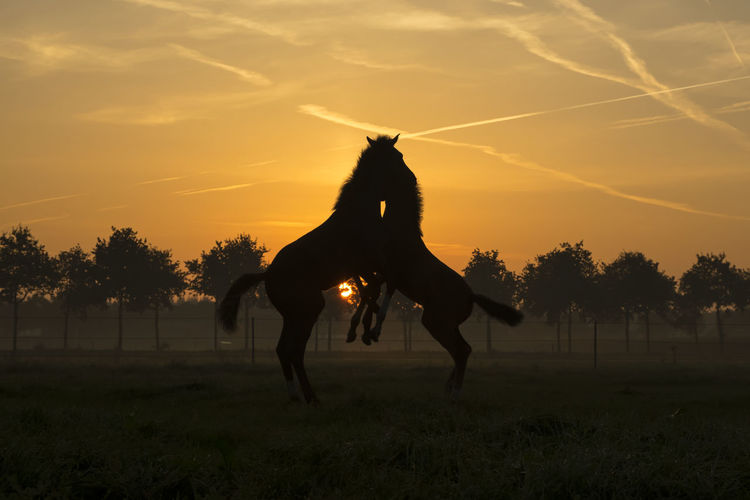 Silhouette horses jumping on field against sky during sunset