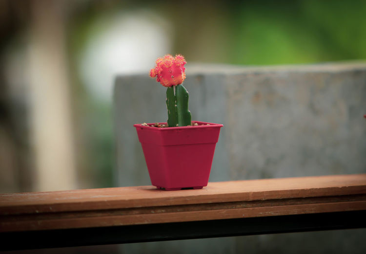 Close-up of red potted plant on table