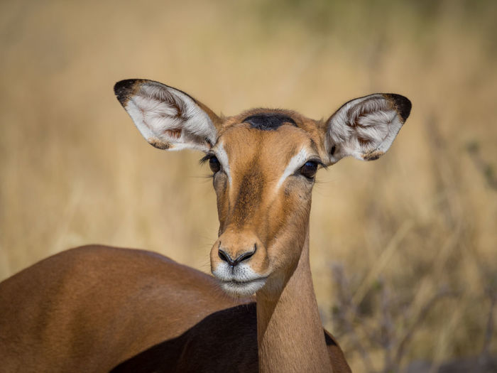 Portrait of black face impala antelope in moremi national park, botswana, africa