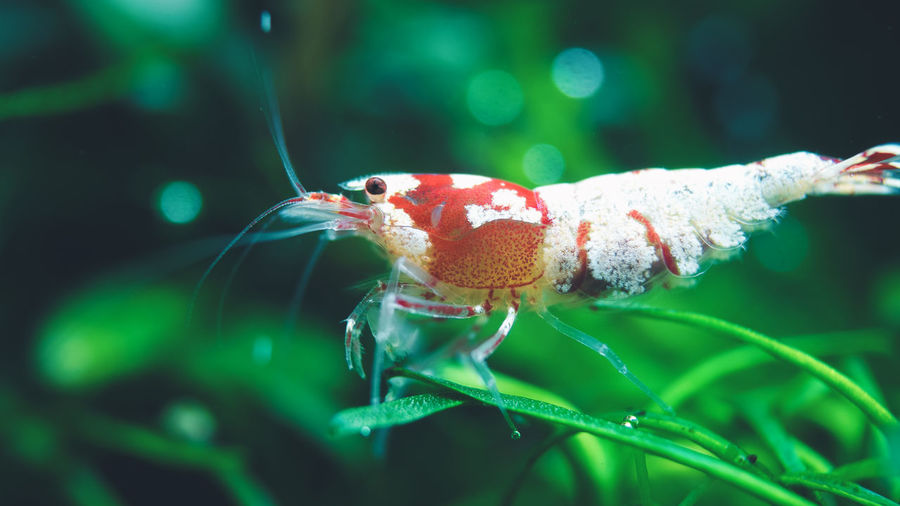 Close-up of shrimp in aquarium