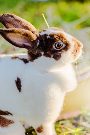 Close-up of rabbit by straw on field