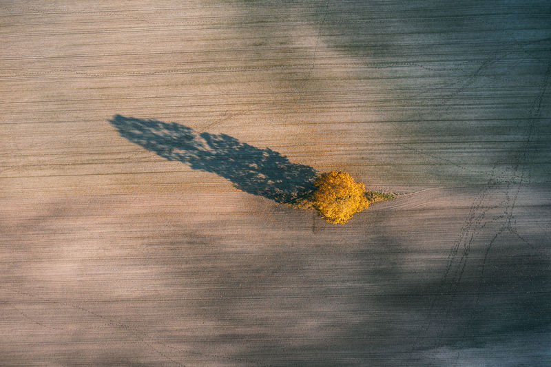 Aerial view of a single tree in a field. agricultural landscape , illuminated by the rising sun. 
