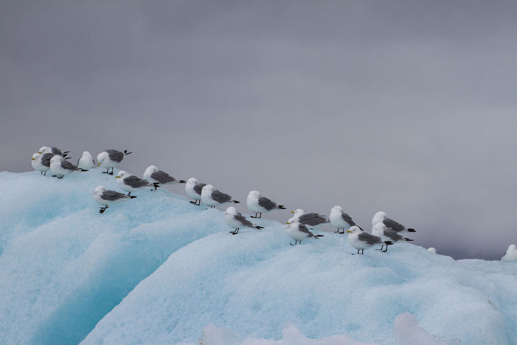 Group of arctic skuas - larus glaucoides - is resting on top of iceberg