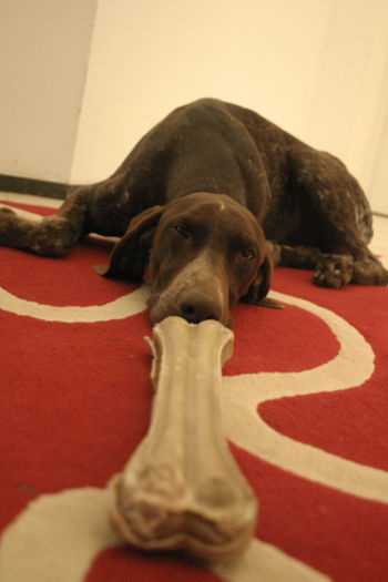 Close-up of dog at home
