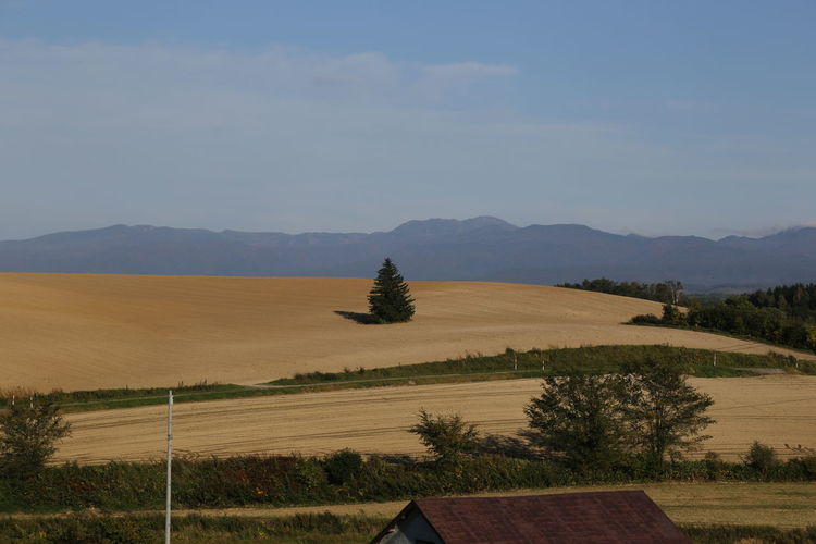 Scenic view of agricultural field against sky