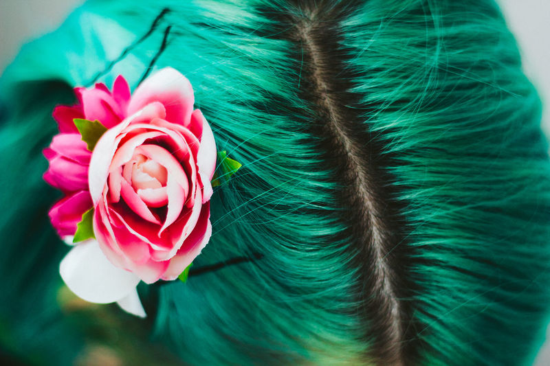 Directly above shot pink rose in green hair