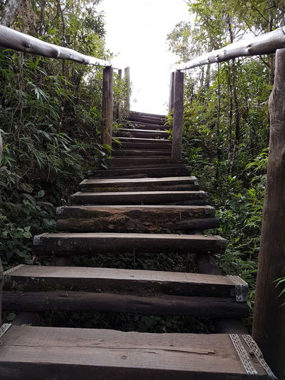 Steps leading towards trees against sky