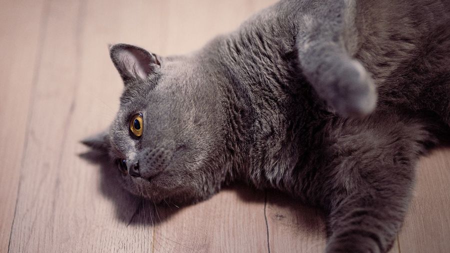 Close-up of cat relaxing on floor