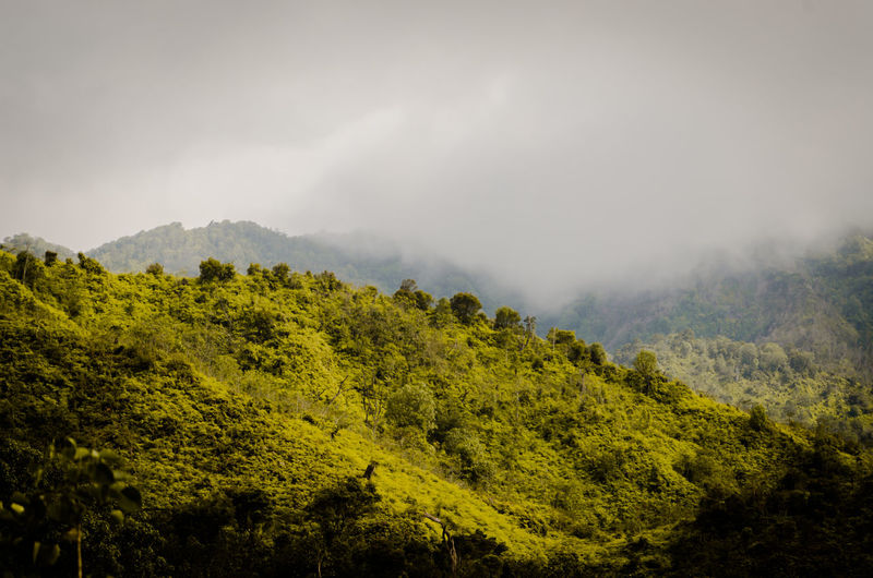 Scenic view of forest against sky