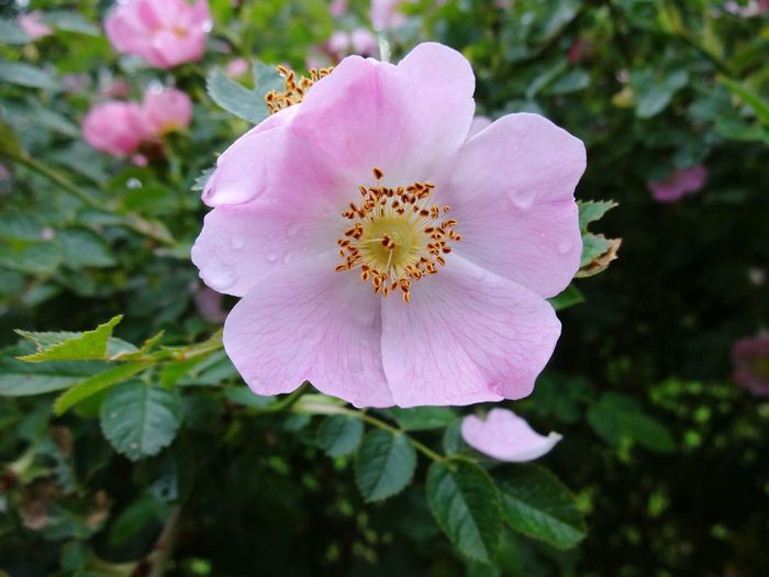 Close-up of wet pink flower blooming at park