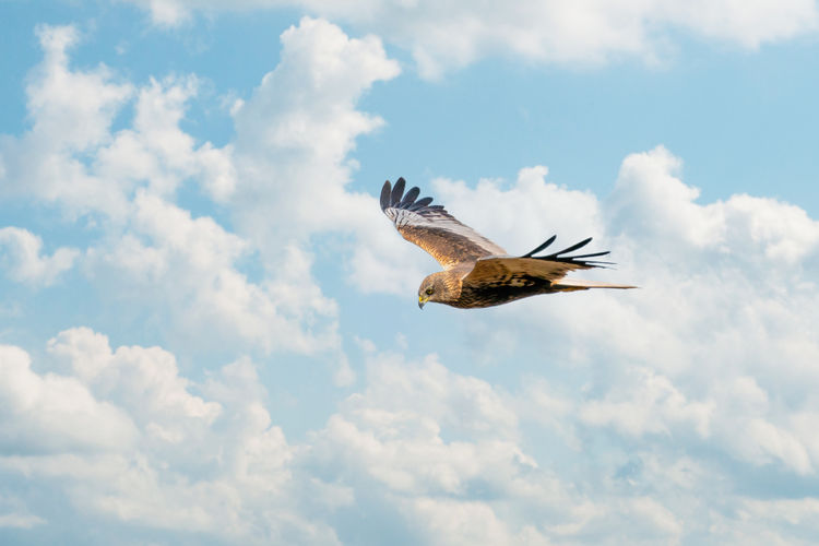 The marsh harrier flies against a beautiful, blue clouded sky, looking for prey
