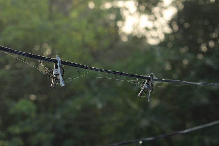 Group of rusted old stainless steel cloth clips with spiderweb hang on the rope without clothes