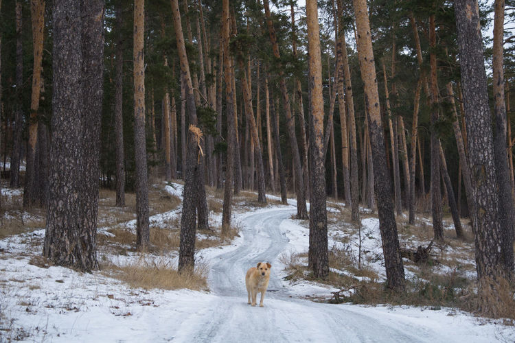 Dog standing on snow covered road in forest