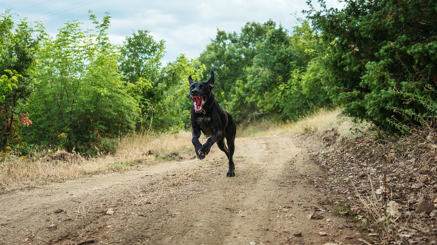 A black dog with an open mouth runs on a path in the woods