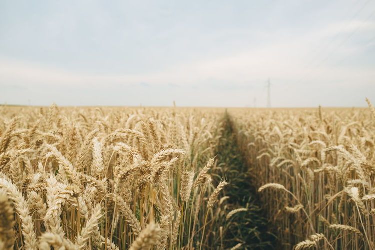 Wheat field against sky