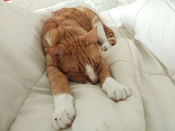 High angle view of cat sleeping on bed