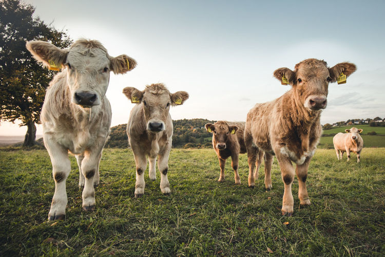 Calves grazing on grassy field