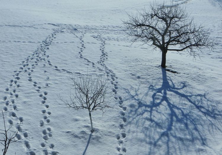 High angle view of footprints and bare trees on snowfield