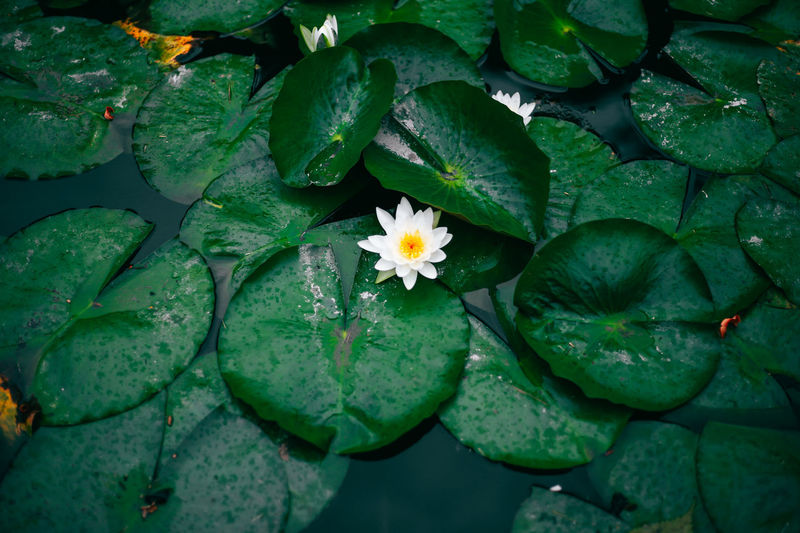 Page 2 Of Lily Pad Pictures Curated Photography On Eyeem