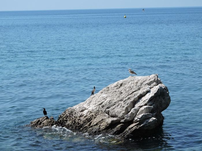 Seagull perching on rock in sea