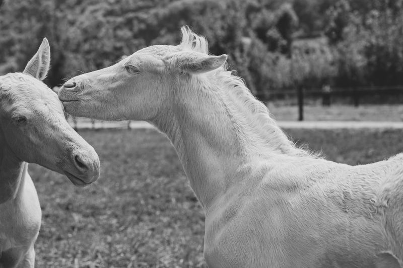 Portrait of two cremello foals or albino playing